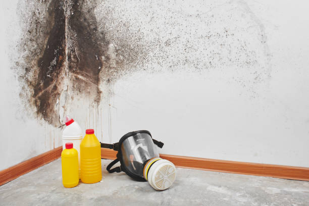 Best Mold Damage Repair  in Lakewood, CO