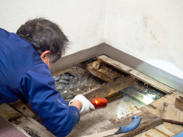 Best Local Mold Removal Service  in Lakewood, CO