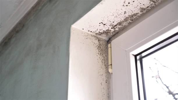 Best Attic Mold Removal  in Lakewood, CO