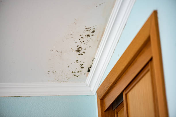 Attic Mold Removal in Lakewood, CO