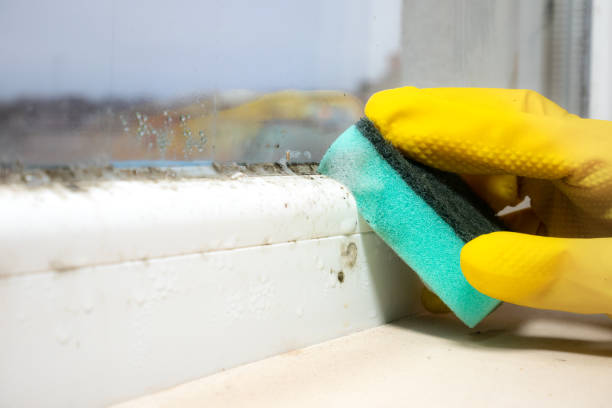 Best Black Mold Removal  in Lakewood, CO