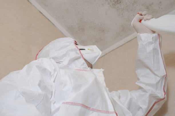 Best Certified Mold Removal  in Lakewood, CO