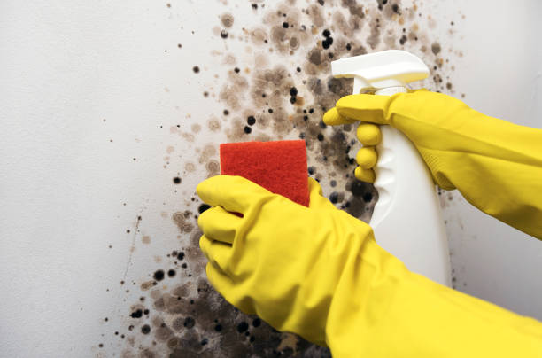 Lakewood, CO Mold Removal Company