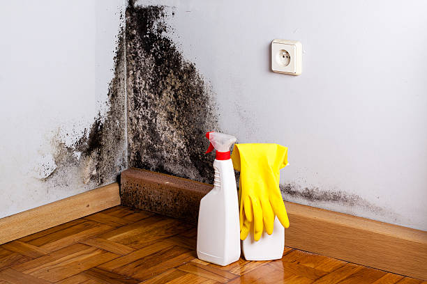 Mold Removal and Inspection in Lakewood, CO