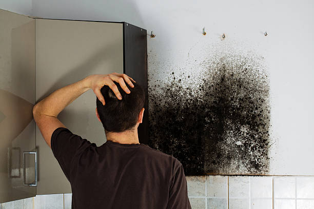 Mold Testing and Removal in Lakewood, CO