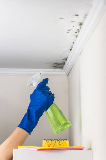 Best Commercial Mold Removal  in Lakewood, CO